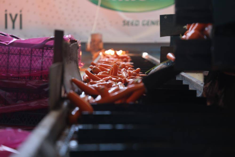 Konya’nın Türkiye’de iddialı olduğu üründe hasat zamanı 4